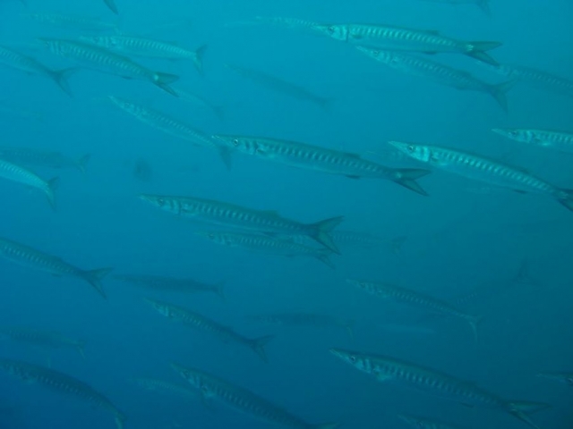  Avventure uniche con il Creillois Subaquatique 